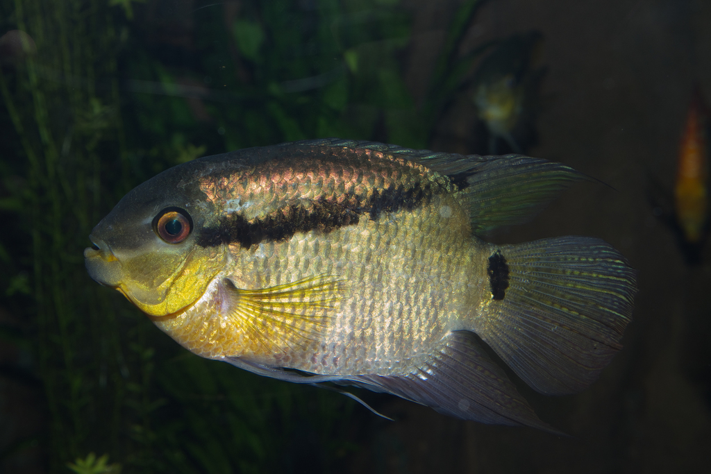 Barred Cichlid