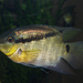 Festive Cichlid - Photo (c) Brian Gratwicke, some rights reserved (CC BY)