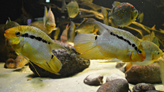 Barred Cichlid photo 5