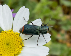 Haplomalachius flabellatus