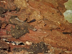 Microcerotermes