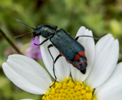 Haplomalachius flabellatus