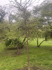 Celtis