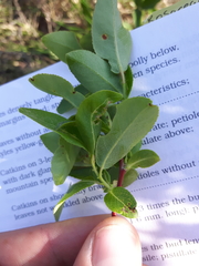 Salix pseudomonticola