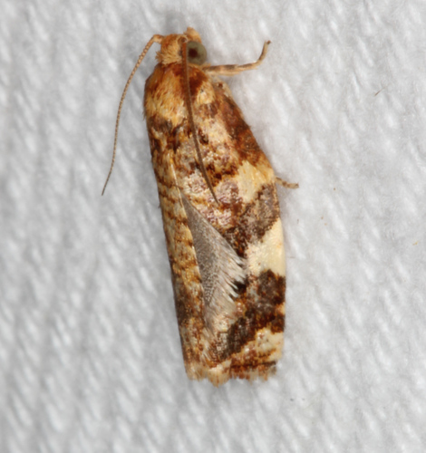 Fruit-tree Leafroller Moth (Moths of Dallas/Fort Worth, Texas ...