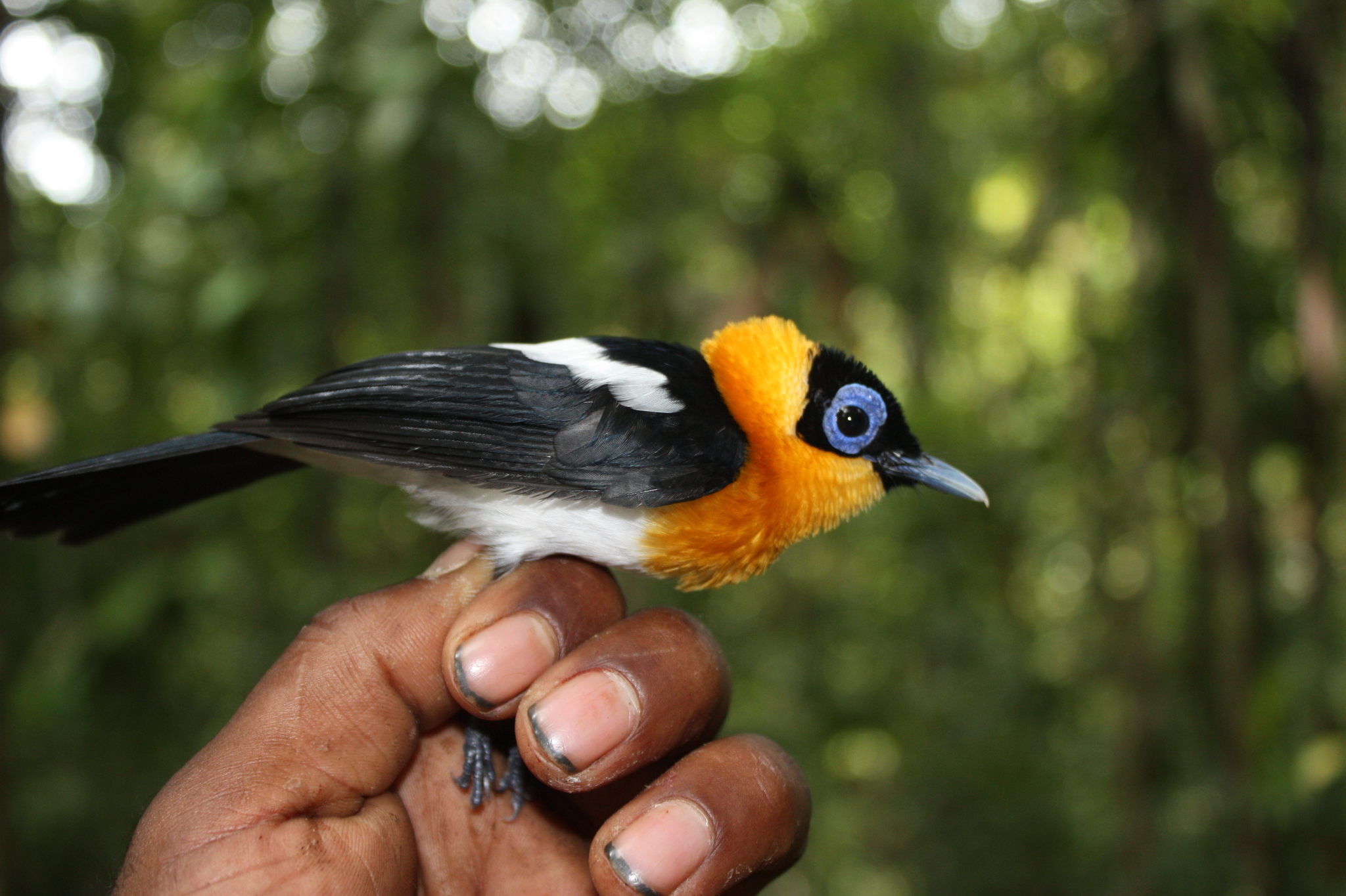 Photos of Ochre-collared Monarch (Arses insularis) · iNaturalist