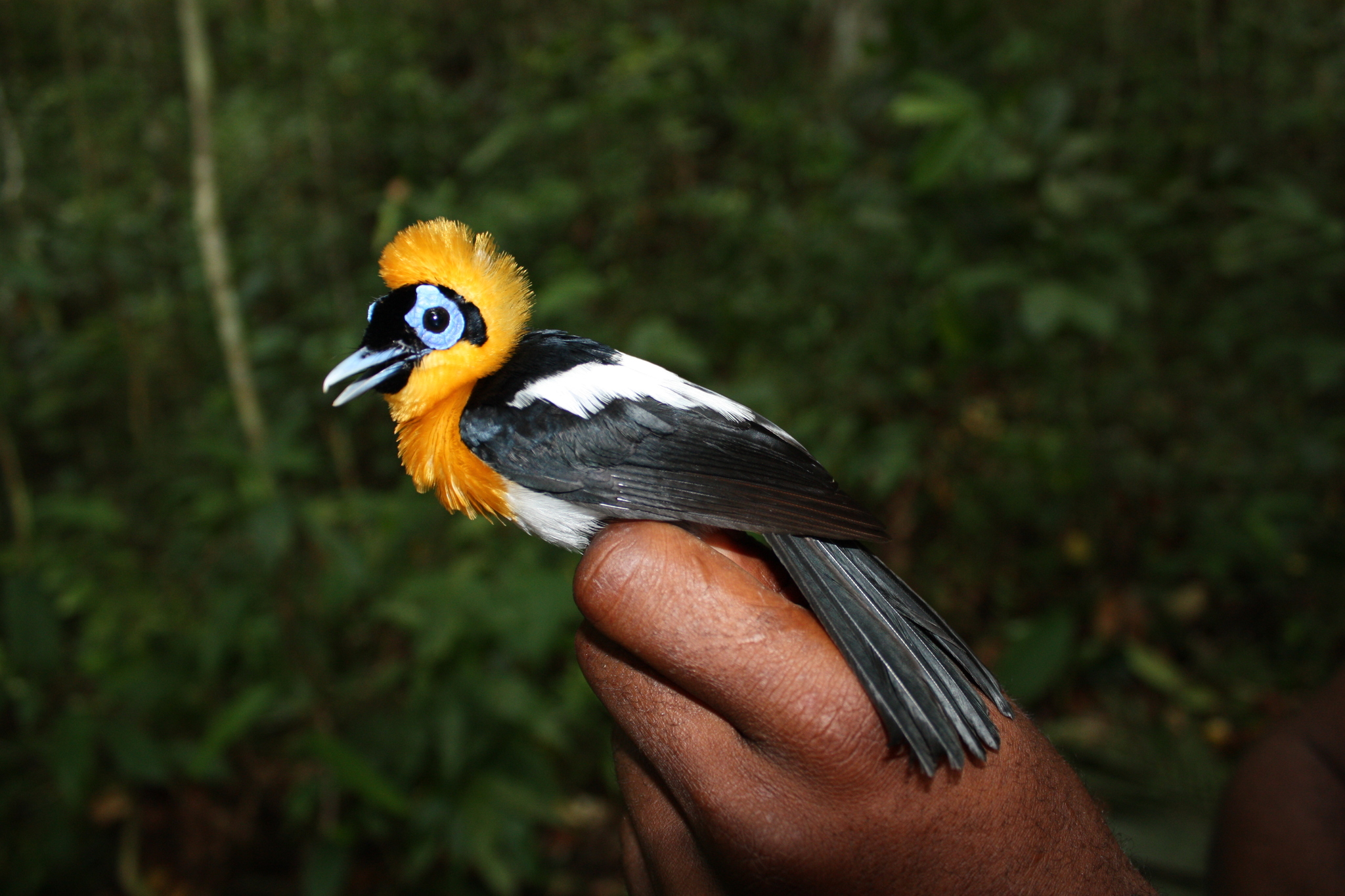 Ochre-collared Monarch illustration