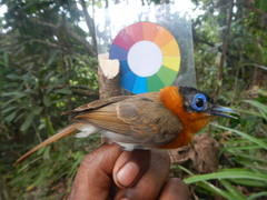 Ochre-Collared Monarch photo 4
