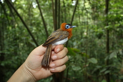 Ochre-Collared Monarch photo 5