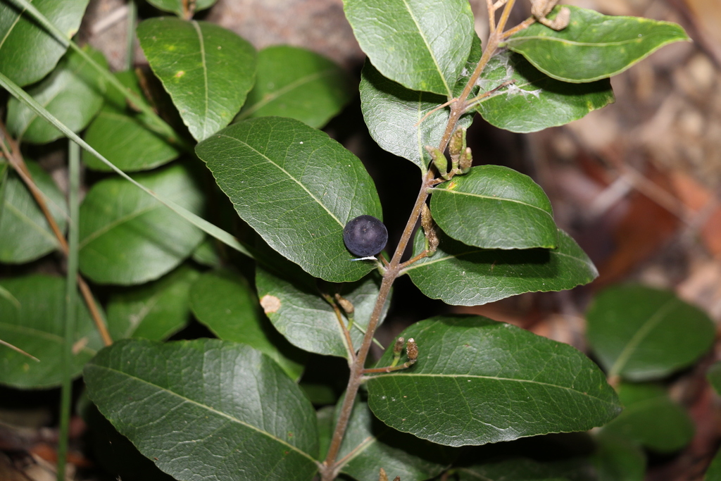 forest olive