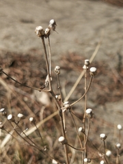 Tracheophyta