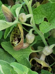 Aristolochia paecilantha