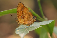 Symbrenthia lilaea