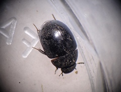 Coelostoma orbiculare