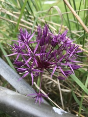 Allium aschersonianum