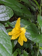 Thladiantha punctata