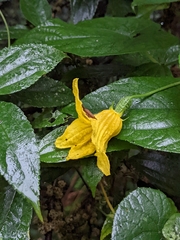 Thladiantha punctata