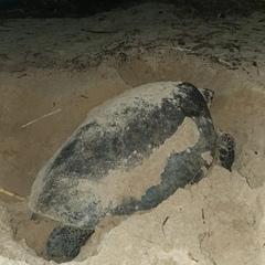 Chelonia mydas