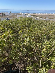Myoporum montanum