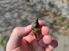 Lymnaea stagnalis