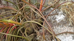 Tillandsia butzii