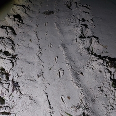 Chelonia mydas