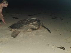 Chelonia mydas