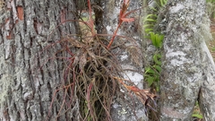 Tillandsia butzii
