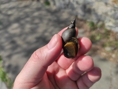 Lymnaea stagnalis