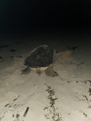 Chelonia mydas