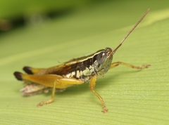 Oxya hyla