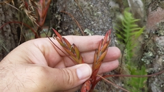 Tillandsia butzii