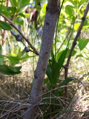 Salix pseudomonticola