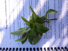 Salix pseudomonticola