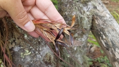 Tillandsia butzii
