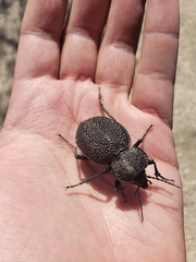 Carabus syriacus