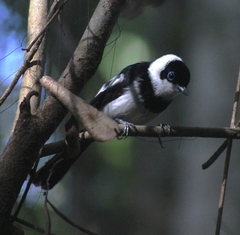 Pied Monarch photo 3