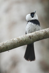 Pied Monarch photo 4