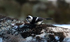 Pied Monarch photo 5