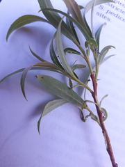 Salix petiolaris