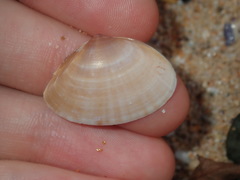 Mactra pusilla