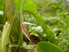 Pleurothallis nuda