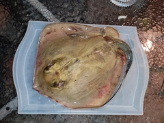 Dasyatis pastinaca