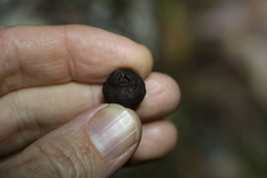 Eucalyptus baileyana