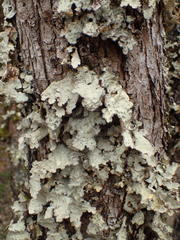 Lobarina