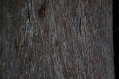 Eucalyptus baileyana