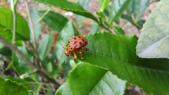 Agomadaranus pardaloides