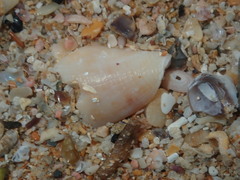 Conus anemone