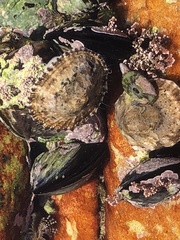 Scutellastra granularis