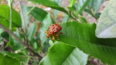 Agomadaranus pardaloides